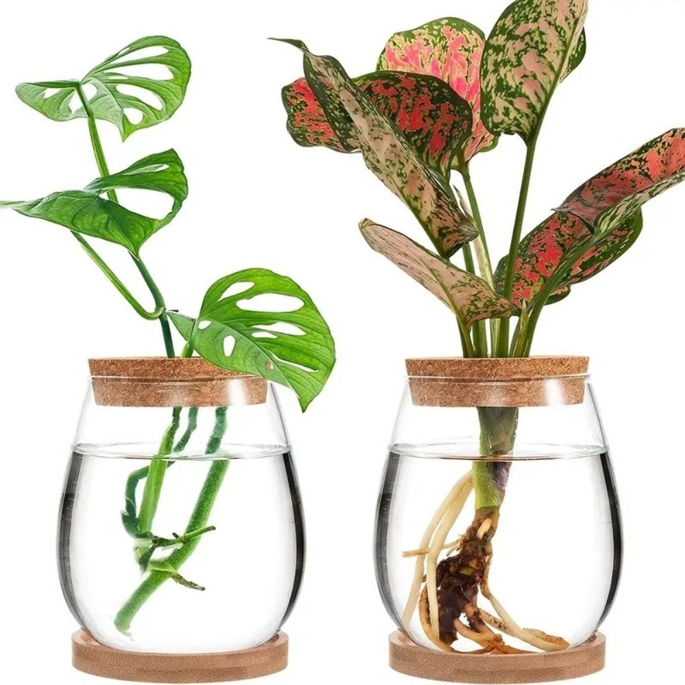 透明な水耕栽培用植木鉢、木製トレイ付きガラス製植物繁殖ステー - Propagation Station Vase のレビューと価格