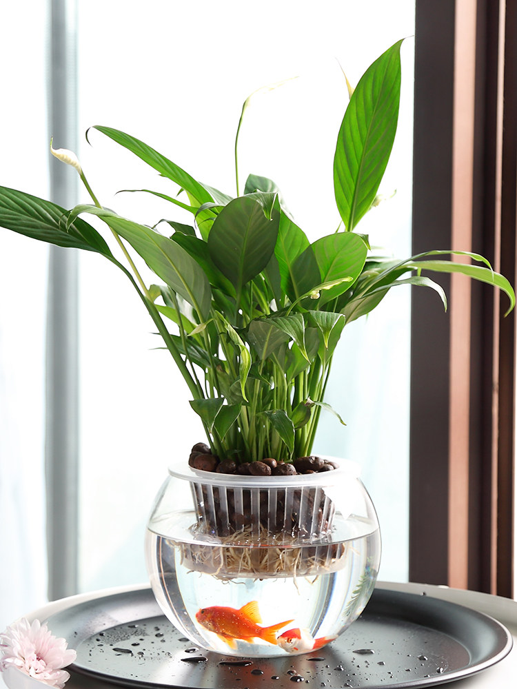 水耕栽培用ガラス花瓶 グリーンディル用花瓶 家庭やオフィスの - Propagation Station Vase のレビューと価格